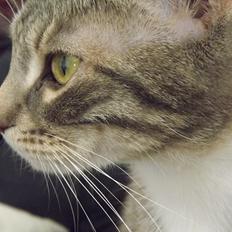 Huskat Smaragd R.I.P. Du er savnet!!