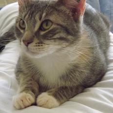 Huskat Smaragd R.I.P. Du er savnet!!