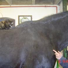 Blanding af racer Misser