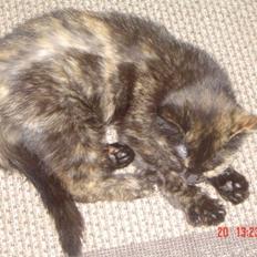 Blanding af racer Misser