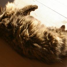 Blanding af racer Cleo