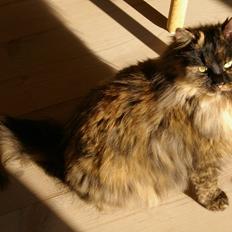 Blanding af racer Cleo