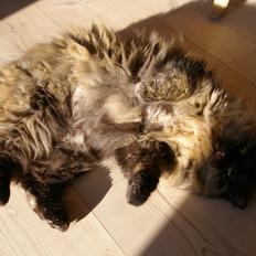 Blanding af racer Cleo