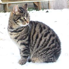 Blanding af racer Dorrit - staldkat