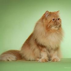 Perser Narnia af Jurian