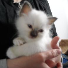 Hellig Birma Rokakitho's Gaia