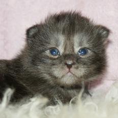 Maine Coon Lykkekatte´s Kato