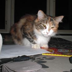 Maine Coon R.I.P Sjina