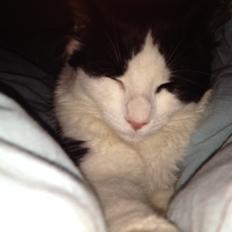 Blanding af racer Uffe