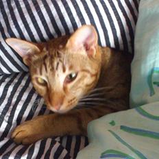 Ocicat DK Betonica's Samson ''Ozzy''