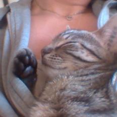 Huskat My, lille my, Myse