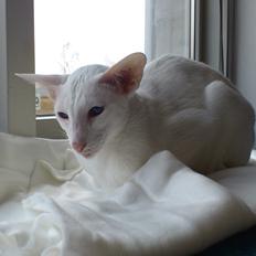 Siameser Cleopatra Jedi's Dream, aka Cleo, Beo