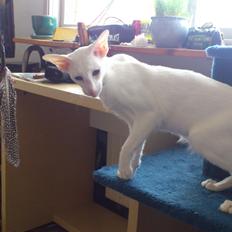 Siameser Cleopatra Jedi's Dream, aka Cleo, Beo