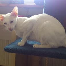 Siameser Cleopatra Jedi's Dream, aka Cleo, Beo