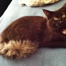 Maine Coon Lille Missen