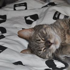 Huskat Julius (Julle)