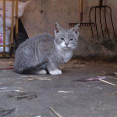 Blanding af racer Lille mis<3