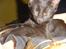 Huskat Banditte
