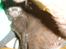 Huskat Banditte