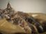 Maine Coon Caemsocoons  Secret Obsession