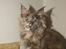 Maine Coon Caemsocoons  Secret Obsession