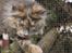 Maine Coon Caemsocoons  Secret Obsession