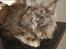 Maine Coon Caemsocoons  Secret Obsession