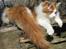 Maine Coon IC DK Bjørnholts Cosimo 9/6 - # 8. Cosimo nyder forårs solen. 25 marts 2012