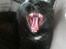 Huskat Tyson, fede dyr <3 - Gaab <3 
:Foto: Julie Ingerslev (mig)