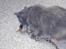 Maine Coon Coco Skye