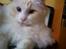 Ragdoll DK Wrensted Nemo