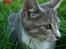 Huskat Oliver