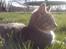 Huskat Oliver