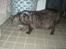 Maine Coon Lykkekatte´s Kato