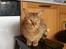 Ocicat DK Betonica's Samson ''Ozzy''