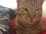 Ocicat DK Betonica's Samson ''Ozzy''
