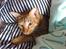 Ocicat DK Betonica's Samson ''Ozzy''