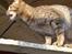 Ocicat DK Betonica's Samson ''Ozzy''