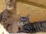 Ocicat DK Betonica's Samson ''Ozzy''