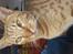 Ocicat DK Betonica's Samson ''Ozzy''