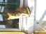 Ocicat DK Betonica's Samson ''Ozzy''