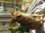 Ocicat DK Betonica's Samson ''Ozzy''