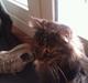 Maine Coon simba