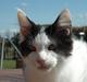 Maine Coon Lancelot CoonShu* RU 