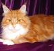 Maine Coon CorkyCoon´s Bonnie