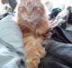 Maine Coon Fister