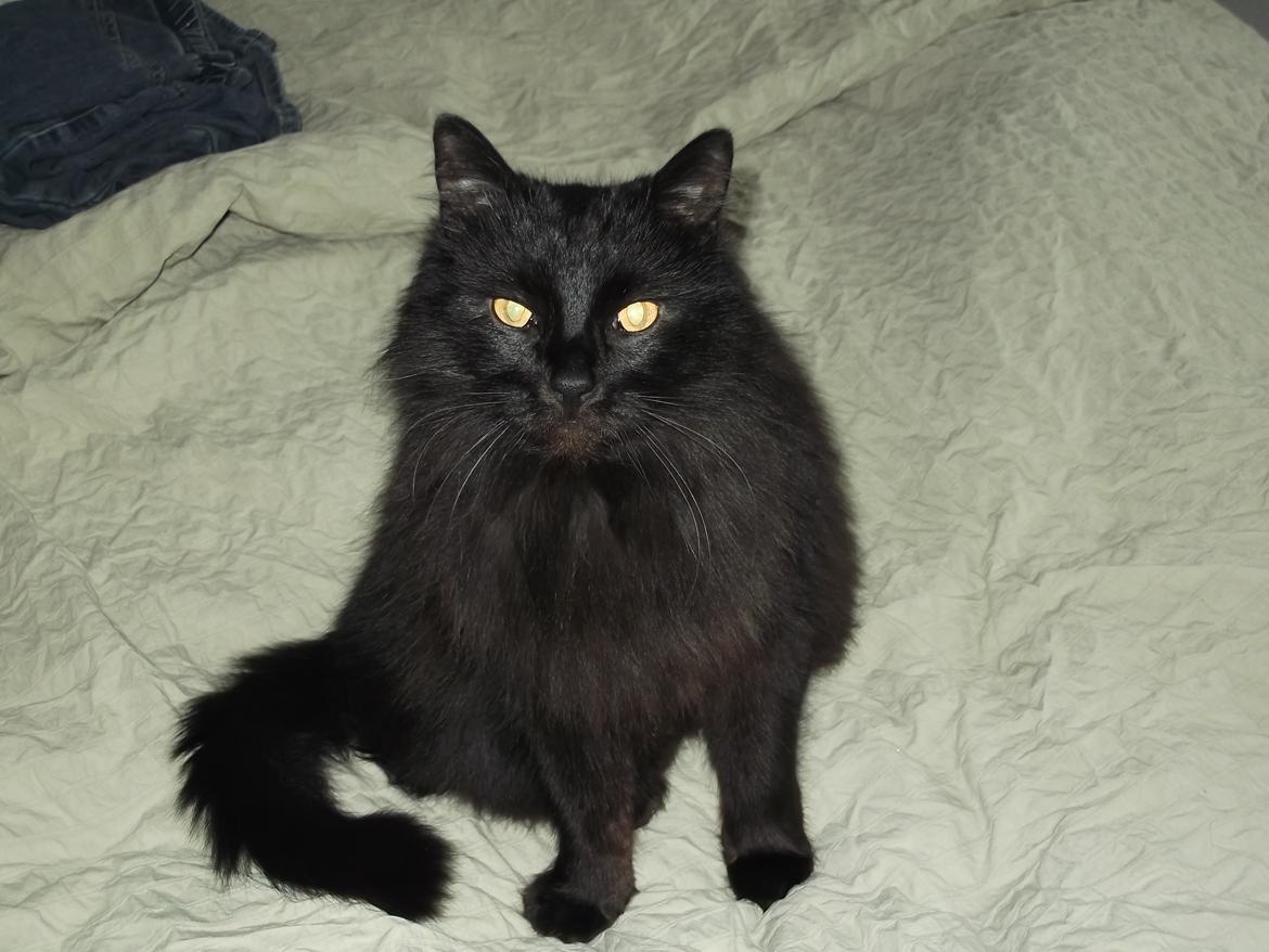 Maine Coon Hr. Brun billede 6