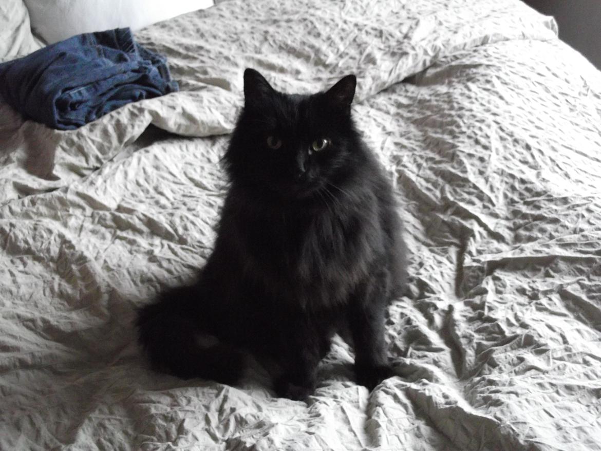 Maine Coon Hr. Brun billede 7