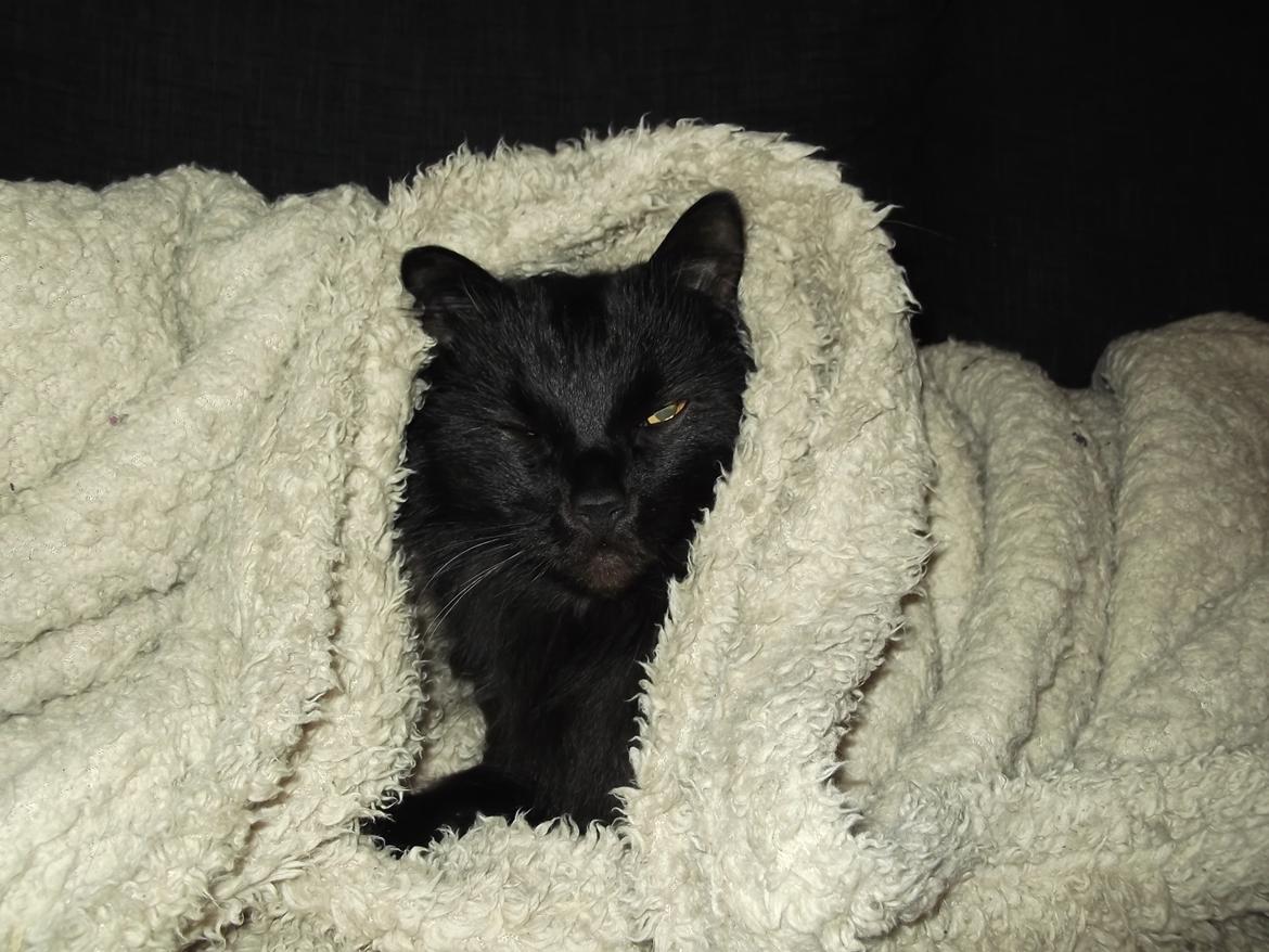 Maine Coon Hr. Brun billede 8