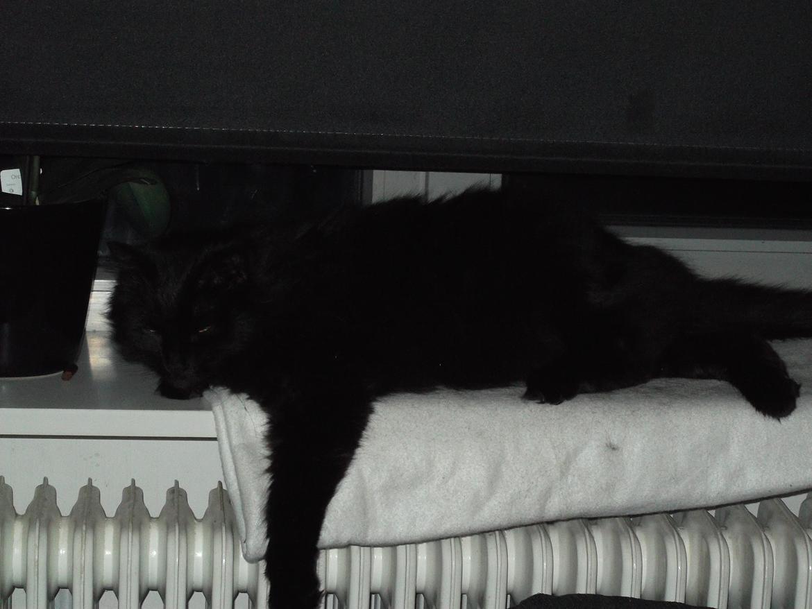 Maine Coon Hr. Brun billede 9